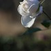 Rose Bloom Photo 19