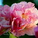 Sammie Flowers Photo 10