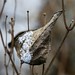 Judith Snow Photo 18