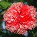Timothy Flora Photo 6