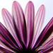 Daisy Andrade Photo 11