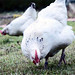 Todd Combs Photo 16