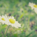 Joy Bellis Photo 9