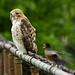 Robin Hawk Photo 20