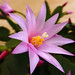 Teresa Flores Photo 17