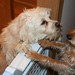 Gerry Fitzgerald Photo 8