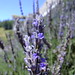 David Lavender Photo 34
