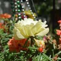 Sue Gibbs Photo 28