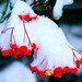 Berry Gray Photo 8