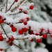 Cheryl Berry Photo 17