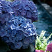 Hortensia Mendez Photo 4