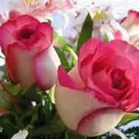 Cordova Mercado Photo 2