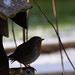 Robin Stafford Photo 43