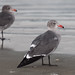 Mike Gul Photo 7