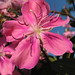 Kathleen Flowers Photo 19