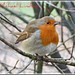 Robin Stirling Photo 7