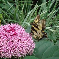 Susan Mckenney Photo 15