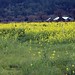 Debra Bloom Photo 16