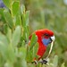 Rosella Rose Photo 16