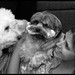 Julie Danis Photo 5