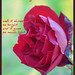 Sherry Flowers Photo 23
