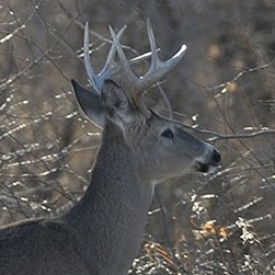 Bruce Raymond Photo 32