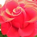 Kerri Rose Photo 14