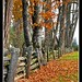 Ron Plumb Photo 3