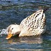 William Duck Photo 15