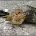 Robin Young Photo 27