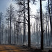 Forest Taylor Photo 14