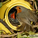 Robin Younger Photo 13