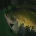 Tina Shedd Photo 15