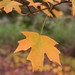 Maple Walker Photo 9