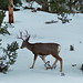 Shana Buck Photo 12