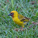 Victoria Weaver Photo 26