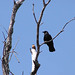 Robin Crow Photo 15