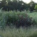 Lori Grass Photo 6