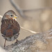 Marty Fox Photo 16