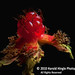 Harold Berry Photo 21