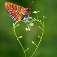 Marjorie Newman Photo 24