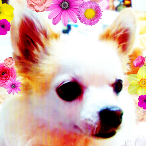 Mi Han Photo 7
