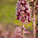 Kenneth Summers Photo 36