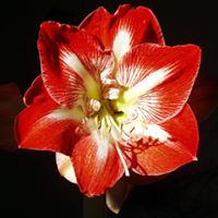 Vera Webster Photo 5