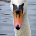 Martin Schwan Photo 12