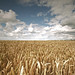 Kent Field Photo 13