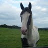 Amy Hickey Photo 21