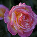 Jan Bloom Photo 16