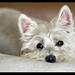 Bonnie Highland Photo 3