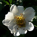 Rose Fields Photo 35